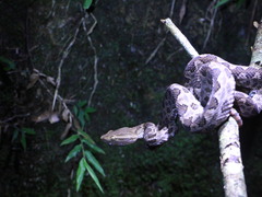 Protobothrops mucrosquamatus