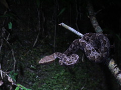 Protobothrops mucrosquamatus