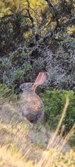 Lepus