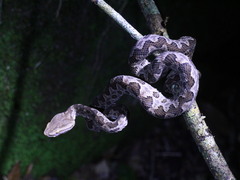 Protobothrops mucrosquamatus