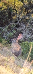 Lepus