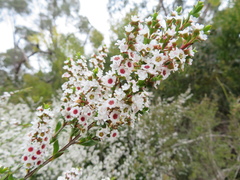 Thryptomene calycina