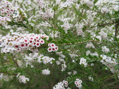 Thryptomene calycina