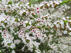 Thryptomene calycina