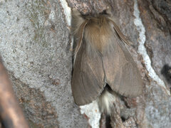 Trichiocercus celaena