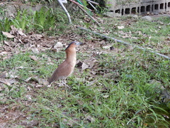 Gorsachius melanolophus