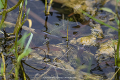 Channa striata