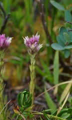 Castilleja lassenensis