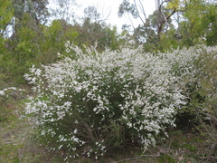 Thryptomene calycina