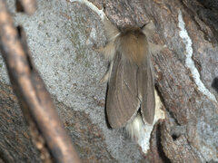 Trichiocercus celaena