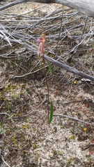 Caladenia cardiochila