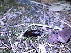 Prismognathus davidis cheni