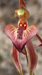 Caladenia cardiochila