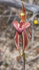 Caladenia cardiochila