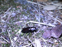 Prismognathus davidis cheni