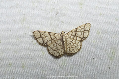 Heterostegane warreni