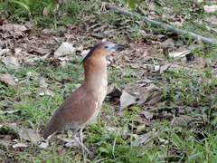 Gorsachius melanolophus