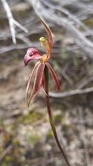 Caladenia cardiochila