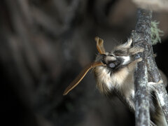 Trichiocercus celaena