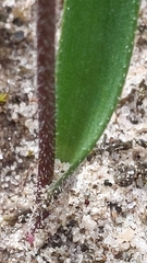 Caladenia cardiochila
