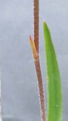 Caladenia cardiochila