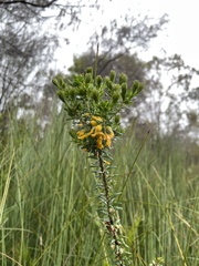 Aotus ericoides