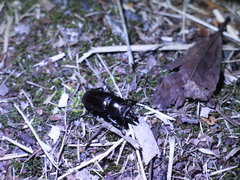 Prismognathus davidis cheni