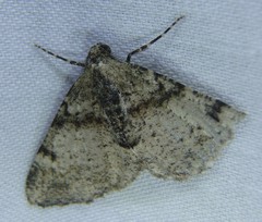 Syneora adelphodes