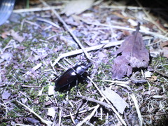 Prismognathus davidis cheni