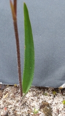 Caladenia cardiochila
