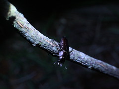 Prismognathus davidis cheni