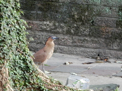 Gorsachius melanolophus