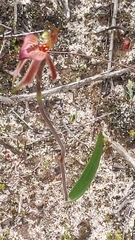 Caladenia cardiochila