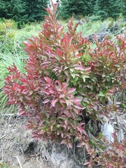 Vaccinium membranaceum