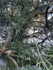 Euphorbia tirucalli