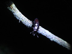 Prismognathus davidis cheni