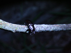 Prismognathus davidis cheni