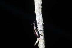 Prismognathus davidis cheni