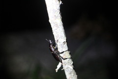 Prismognathus davidis cheni