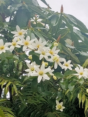 Clematis paniculata