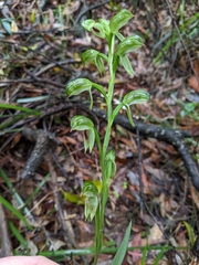 Pterostylis chocolatina