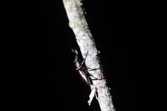 Prismognathus davidis cheni