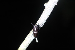 Prismognathus davidis cheni