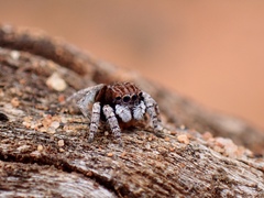 Maratus vespertilio