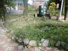 Gorsachius melanolophus