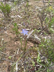 Thelymitra alcockiae