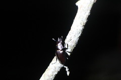 Prismognathus davidis cheni