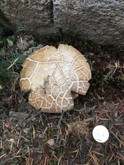 Neolentinus ponderosus
