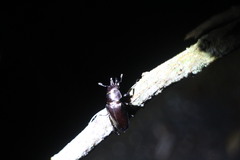 Prismognathus davidis cheni