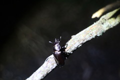 Prismognathus davidis cheni